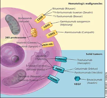 Figure 2. Mechanisms of targeted therapies. The molecular targets in this figure are not overexpressed in a single cell type, but rather on various malignant and normal tissues