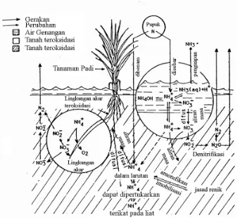 Gambar 2.3. Transformasi nitrogen pada tanah sawah tergenang (De Data, 1981) 