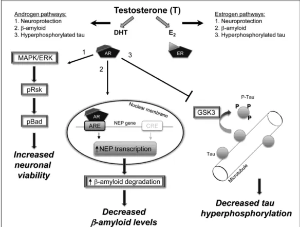 Gambar  3  Mekanisme  Androgen  mengaktifkan  jalur    neuroprotektif  yang  mengurangi kejadian penyakit Alzheimer (Caroll and Rosario 2012)   Ada  beberapa  resiko  yang  berhubungan  dengan  terapi  hormon  androgen,  antara  lain  kanker  prostat,  ath