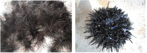 Gambar 1 Diadema setosum