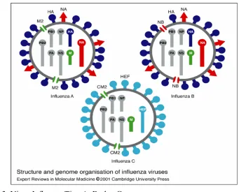 Gambar 3  Virus Influenza Tipe A, B, dan C 