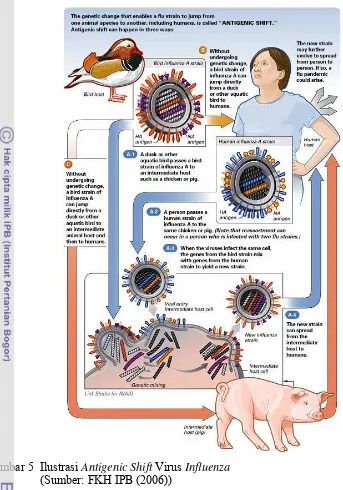 Gambar 5  Ilustrasi Antigenic Shift Virus Influenza  