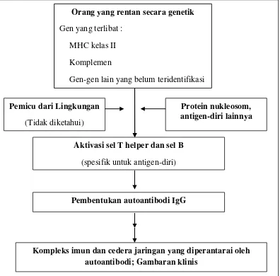 Gambar 2.1 Model untuk patogenesis Systemic Lupus Erythematosus 