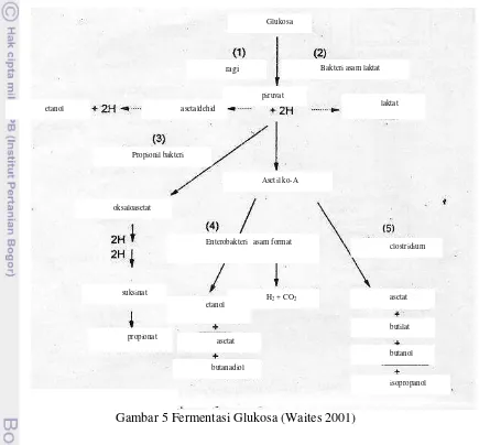 Gambar 5 Fermentasi Glukosa (Waites 2001) 
