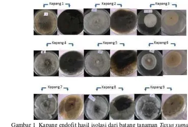 Gambar 1  Kapang endofit hasil isolasi dari batang tanaman Taxus sumatrana pada media PDA  