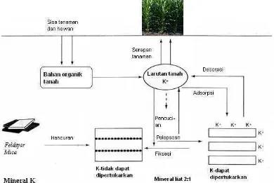 Gambar 2. Keseimbangan dan Siklus K di dalam Tanah (Havlin et al., 1999) 
