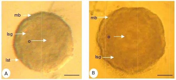Gambar 5. HGBalstHasil isolasi ar = 100 µmt:lapisan sel thfolikel preanm. (mb:membheca)