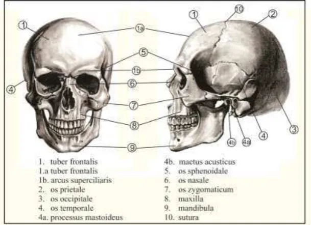 Gambar 3. Tengkorak 