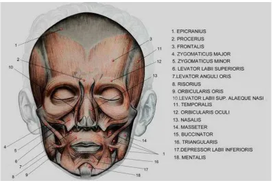 Gambar 4. Otot-otot Wajah 