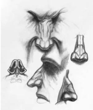 Gambar 8. Anatomi Hidung 