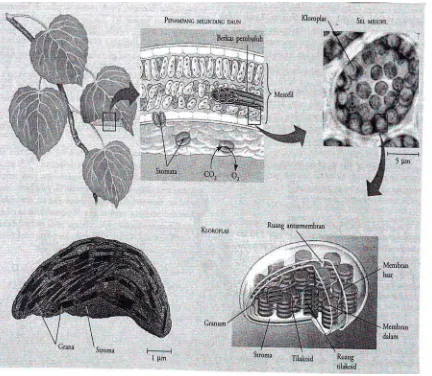 Gambar 1. Struktur kloroplas sel tanaman (Campbell et al 2002) 