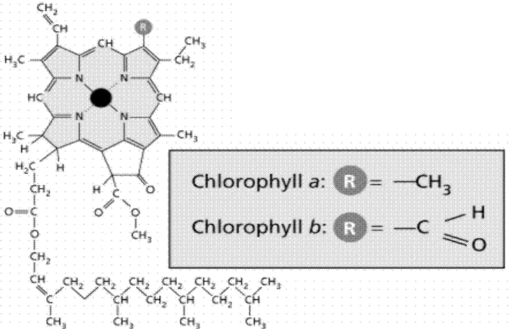Gambar 2. Rumus molekul klorofil a dan klorofil b 