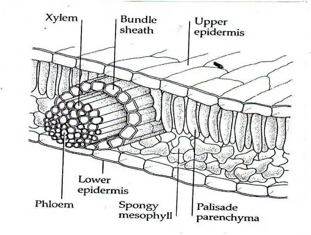 Gambar 4. Struktur anatomi daun (Mauseth 1988) 