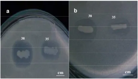 Gambar 6. Senyawa antikhamir yang dihasilkan (terlihat dari zona bening yang terbentuk) dari isolat bakteri endofit asal spons Jaspis sp