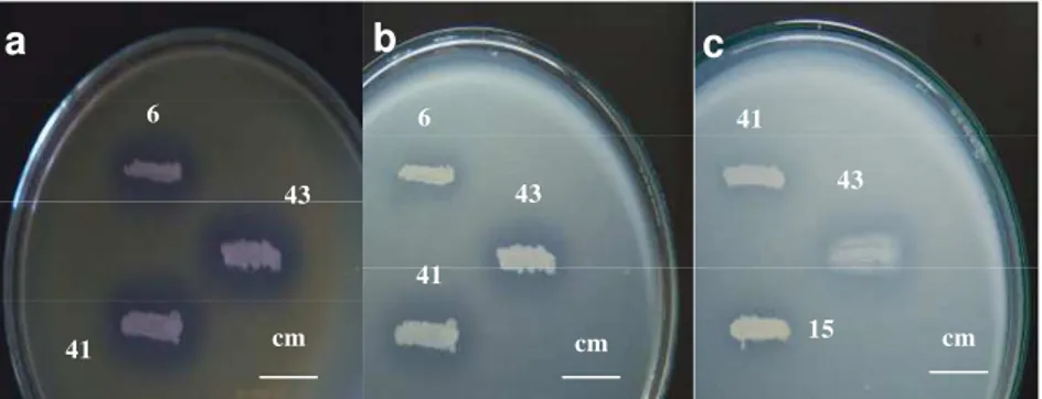 Gambar 7. Senyawa antibakteri yang dihasilkan (terlihat dari zona bening yang terbentuk) dari beberapa bakteri permukaan asal spons Jaspis sp