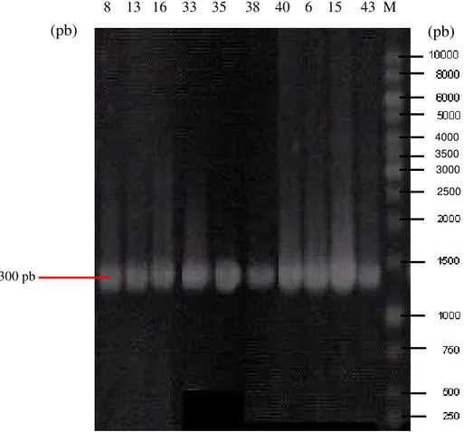 Gambar 10. Amplifikasi gen 16S rRNA dari beberapa isolat yang memiliki aktivitas antimikrob terbaik, M: standar ukuran molekul DNA 1kb ladder.8 13 16 33 35 38 40 6 15 43 M1300 pb 40003500 3000 2500(pb)(pb)