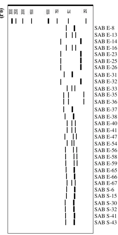 Gambar 12. Profil gen 16S rRNA dari 30 isolat bakteri yang berasosiasi dengan spons Jaspis sp