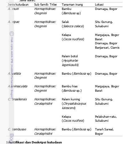Tabel 1  Spesies kutudaun (Aphididae: Hormaphidinae) dan tanaman inangnya di 