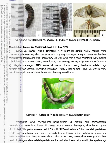 Gambar 3  (a) prapupa H. talaca, (b) pupa H. talaca, (c) imago H. talaca. 