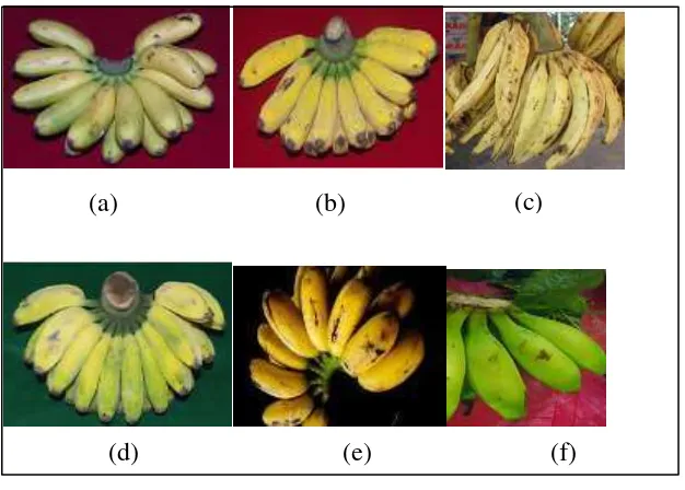 Gambar 2.1 Jenis-jenis pisang (a) pisang mas (b) pisang raja (c) pisang tanduk 