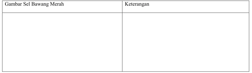 Gambar Sel Bawang Merah
