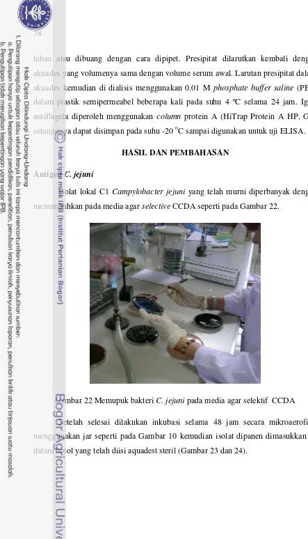Gambar 22 Memupuk bakteri C. jejuni pada media agar selektif  CCDA 