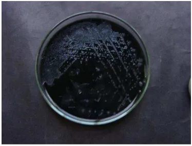 Gambar 10 Jar yang digunakan untuk inkubasi secara mikroaerofilik 