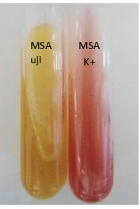 Gambar 2. Hasil Uji Identifikasi Bakteri S.aureusMSA    ATCC 25923 pada Media  