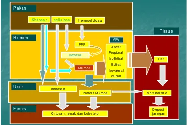 Gambar 3. Proses pencernaan pakan dalam ternak, (Haryanto et al. 2008). 