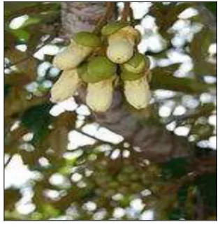 Figure 2.2: Durian tree, compared to human height 