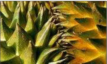 Figure 2.8: Durian fruit is armed with sharp thorns, fully capable of drawing blood. 