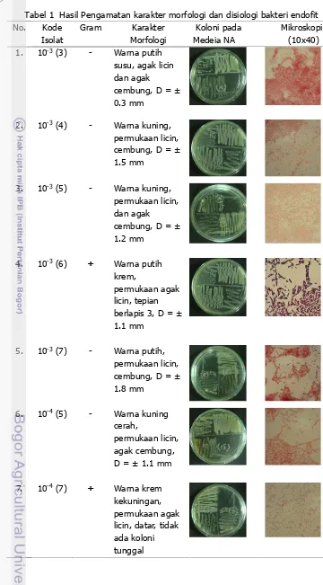Tabel 1  Hasil Pengamatan karakter morfologi dan disiologi bakteri endofit 