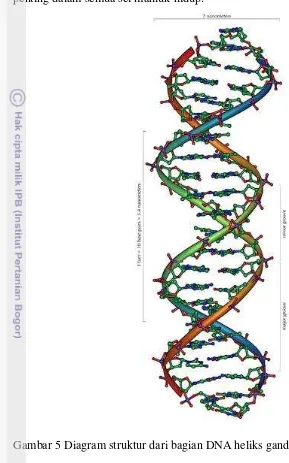 Gambar 5 Diagram struktur dari bagian DNA heliks ganda (Sumber: Andre 2006). 