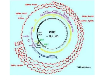 Gambar 6 Diagram organisasi genome virus hepatitis B (Sumber: Wagner 2004). 