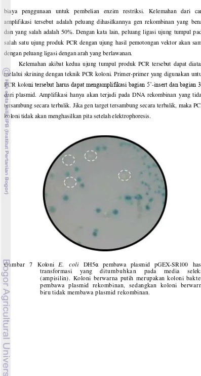 Gambar 7 Koloni E. coli DH5α pembawa plasmid pGEX-SR100 hasil 