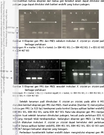 Gambar 4 Ekspresi gen PR1 dan PBZ1 sebelum inokulasi  X. oryzae pv oryzae pada 
