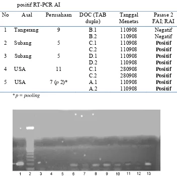 Tabel 8. Hasil inokulasi (pasase-2) pada TAB-SPF dari sampel kuning telur yang 