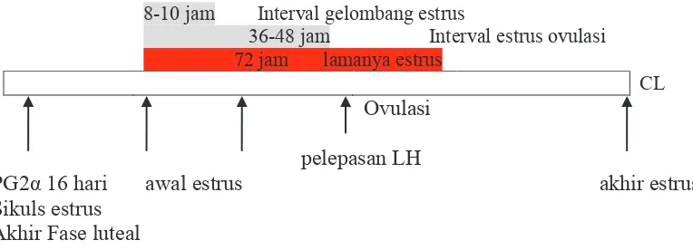 Gambar 2 Karakteristik  periode ovulasi (Caardenas dan Pope 2002) 