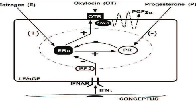 Gambar 3 Mekanisme hormonal ketika konseptus (Spencer dan Bazer 2004)  