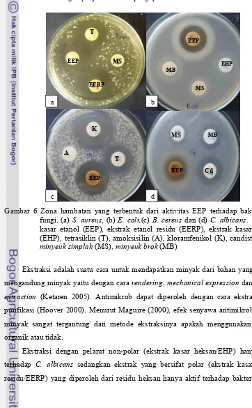 Gambar 6 Zona hambatan yang terbentuk dari aktivitas EEP terhadap bakteri dan 