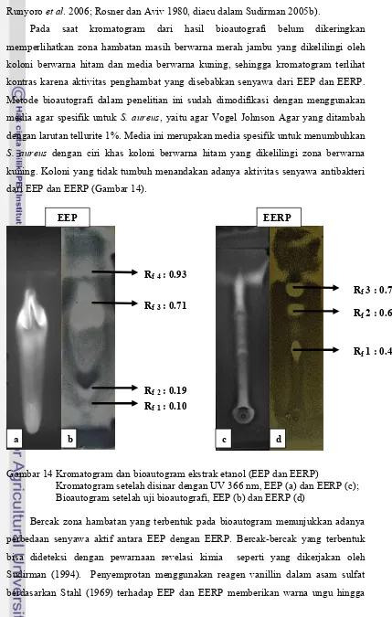 Gambar 14 Kromatogram dan bioautogram ekstrak etanol (EEP dan EERP)  