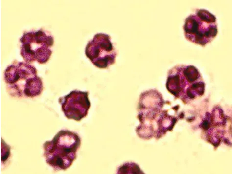 Gambar 4.1 Preparat hasil isolasi netrofil. Menunjukkan netrofil yang berwarna pink keunguan (Pengecatan Giemsa, pembesaran 400x), tampak bentukan polimorfonuklear, yaitu nukleus yang memiliki lobus-lobus), sehingga nukleus tampak lebih dari satu
