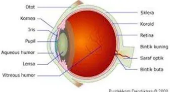 Gambar 2.1 Diagram mata manusia 