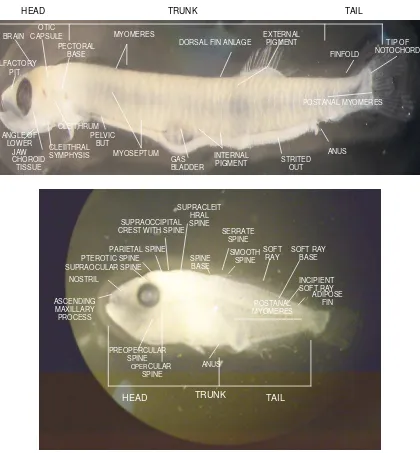 Gambar 5  Hipotesis teknik identifikasi secara morfologi larva ikan Stolephorus dan Decapterus (Leis, J.M