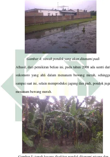 Gambar 5: tanah kosong disekitar pondok ditanami pisang dan aneka tanaman rempah-rempah 