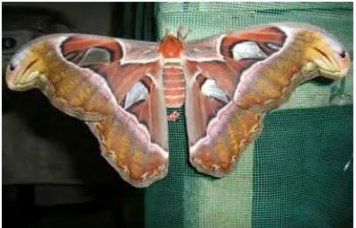 Gambar 4. Imago Attacus atlas 