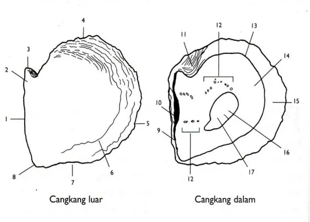 Gambar 4 Morfologi cangkang luar dan cangkang dalam tiram Pinctada 