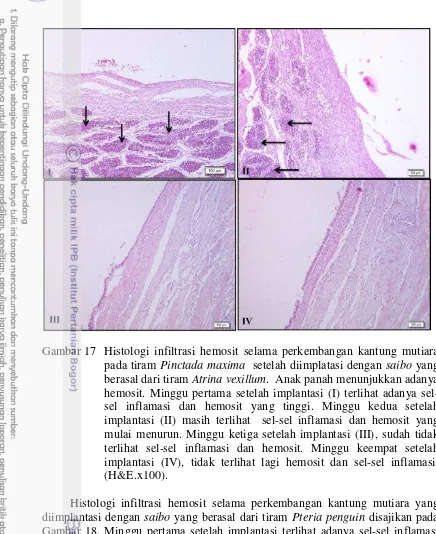 Gambar 17 Histologi infiltrasi hemosit selama perkembangan kantung mutiara 