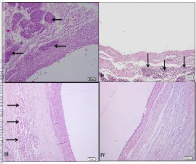 Gambar 18 Histologi infiltrasi hemosit selama perkembangan kantung mutiara 