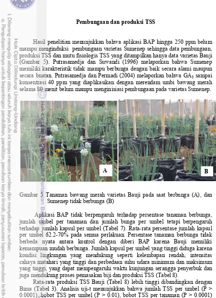 Gambar 5 Tanaman bawang merah varietas Bauji pada saat berbunga (A), dan 